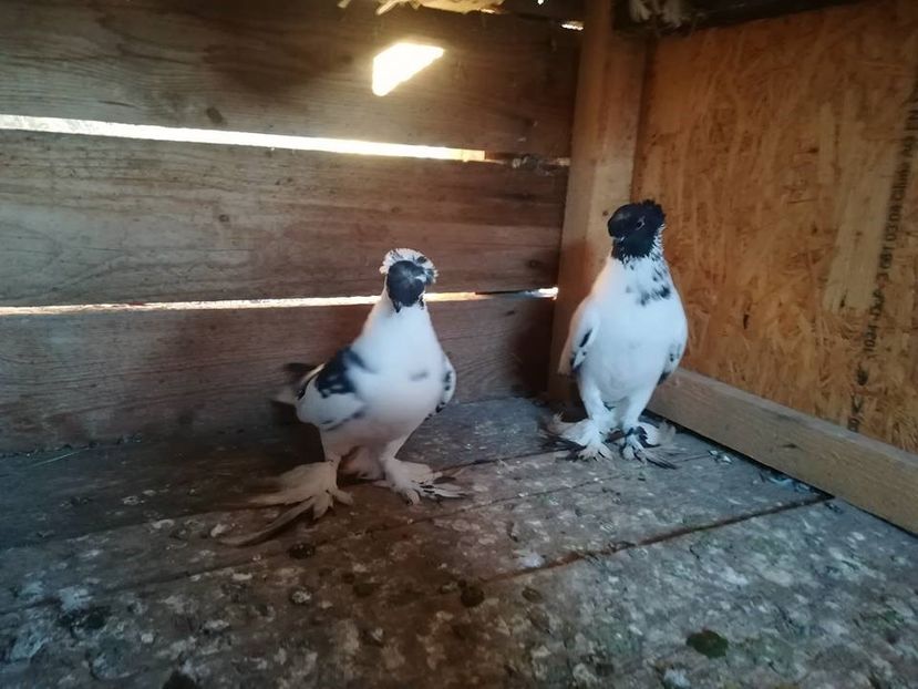  - Jucatori de Botoșani