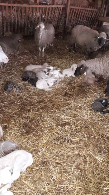  - Mame cu miei de o zi două