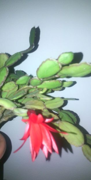 Ripsi "3 Ianuarie -2019 - Schlumbergera 2014-2020