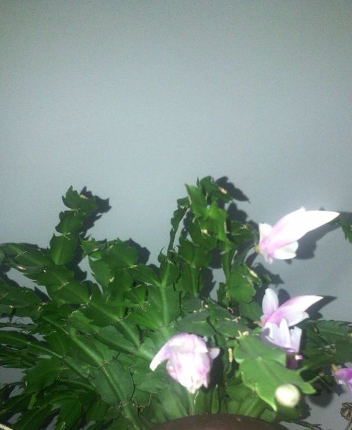 Schumbergera 3 ianuarie 2019 - Schlumbergera 2014-2020