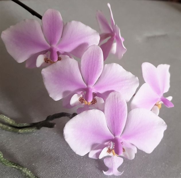  - Phalaenopsis 1