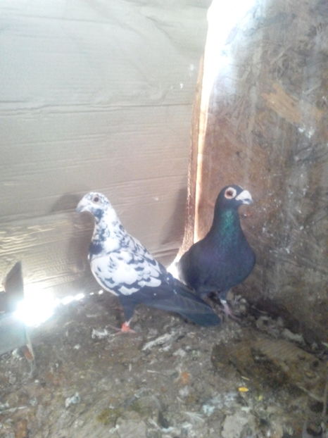 m2 2017 fem 2018 - PT UN PRIETEN