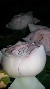 Gentle Hermione - Gentle Hermione