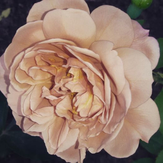 106933293_OTIAIOV - CAFE