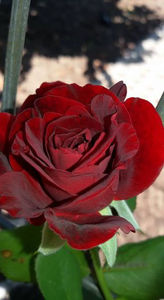 104354863_IDUAKWU3 - Don Juan