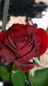 104376897_QHLDCNP - Don Juan