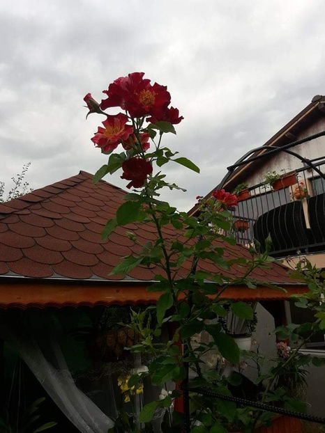  - Crazy for You Fourth of July rose