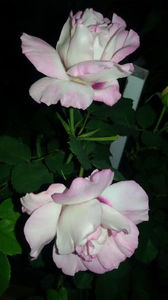 104430621_EMPIPXY - eyes for you