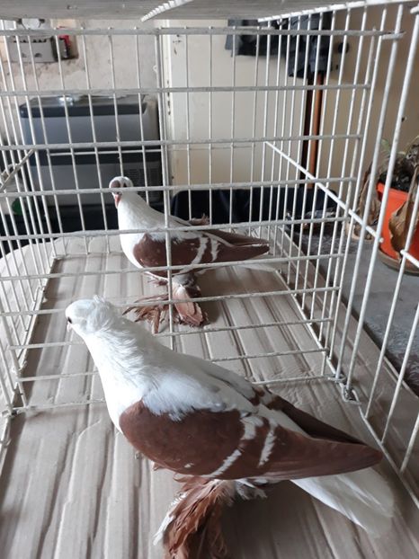  - Randunica de saxonia 2019