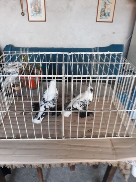  - Randunica de saxonia 2019