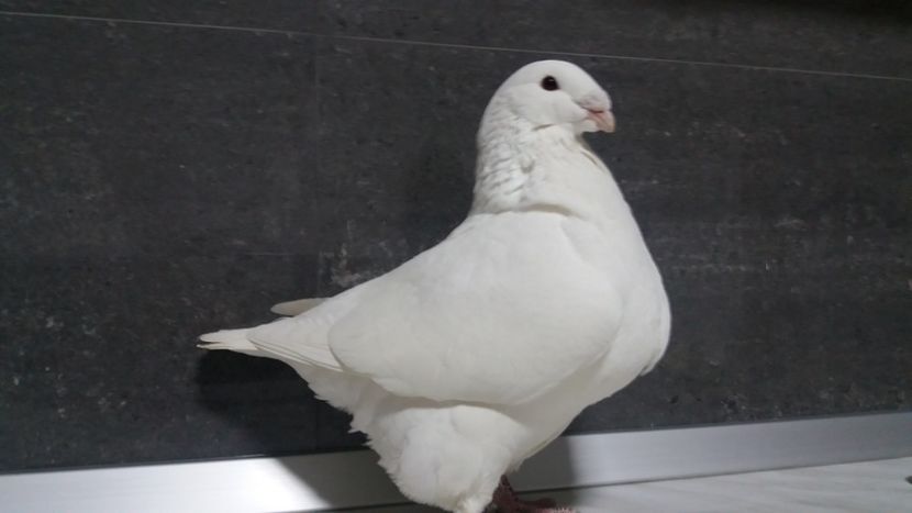 1-0 2018 - matca 2019