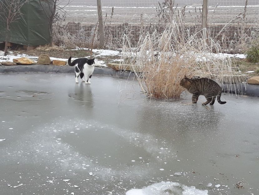  - Mini-iaz sau pur si simplu balta noastra