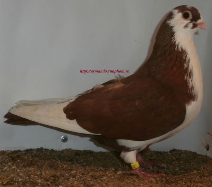 Vandut - A-- DE VANZARE JUCATORI DE GALATI