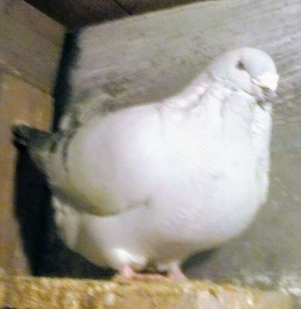  - - A - A - GANSAC- GASCAN