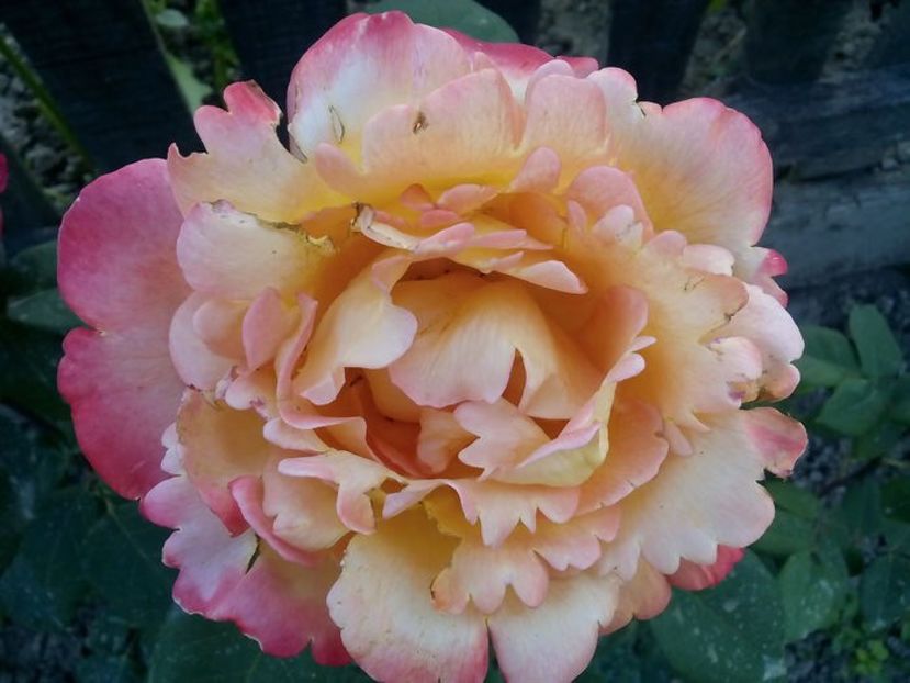 emeraude d'or - TRANDAFIRI 2018