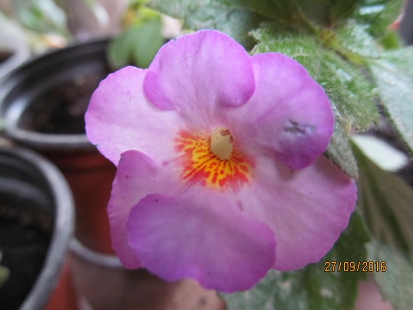  - ACHIMENES 2020 - VANZARI HIBRIZI