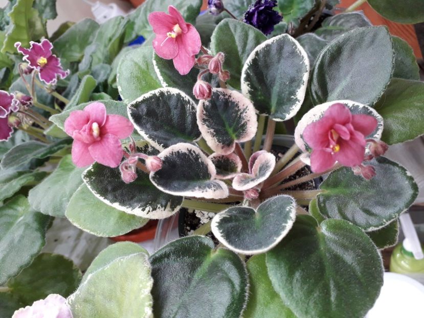 Mac s Stranberry Sundae - 1violete inflorite 2018 2019