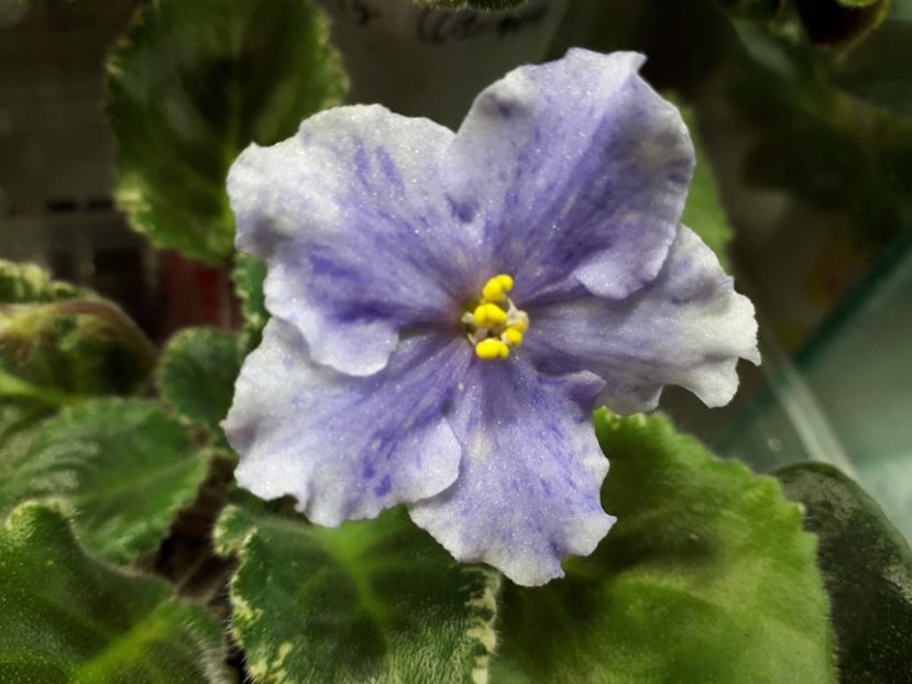 Miss Pretty  Kelly - 1violete inflorite 2018 2019