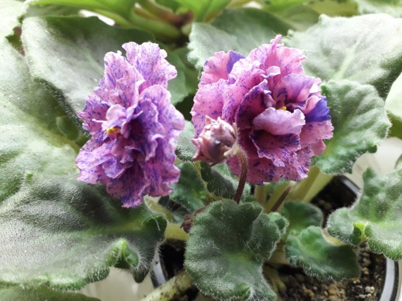 Psychedelic R F - 1violete inflorite 2018 2019