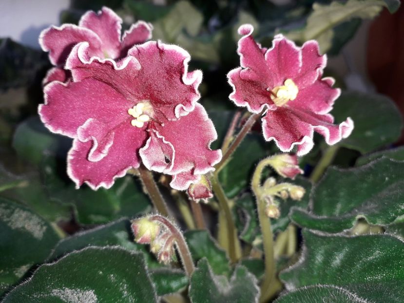  - 1violete inflorite 2018 2019