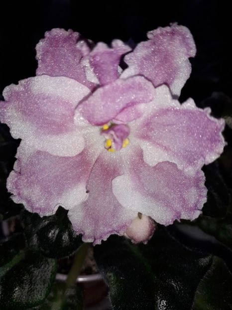 RS Koketka - 1violete inflorite 2018 2019