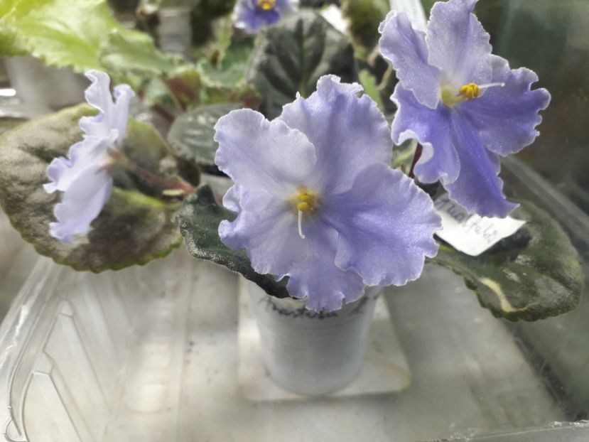 Anastasia - 1violete inflorite 2018 2019