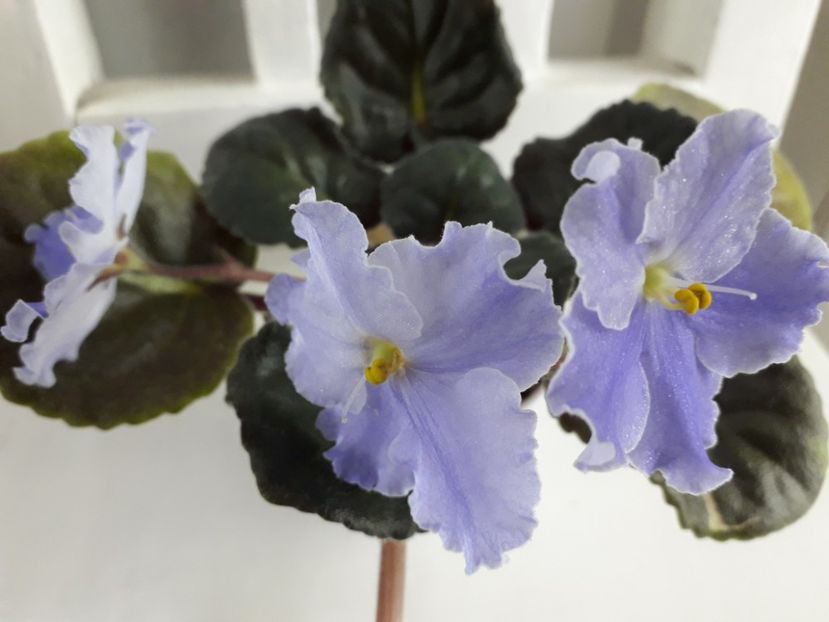  - 1violete inflorite 2018 2019