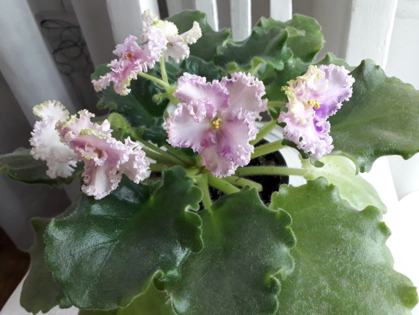 Rosie Ruflles - 1violete inflorite 2018 2019