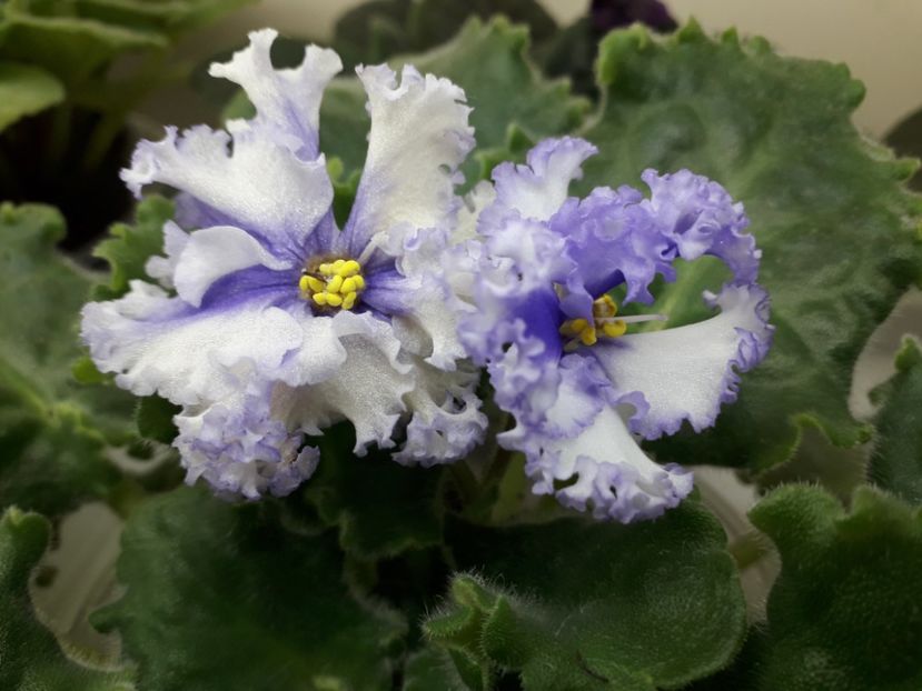 LE Natali sport - 1violete inflorite 2018 2019