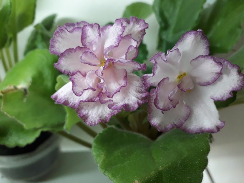 Ian Minuet - 1violete inflorite 2018 2019