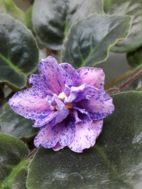 Cathedral - 1violete inflorite 2018 2019