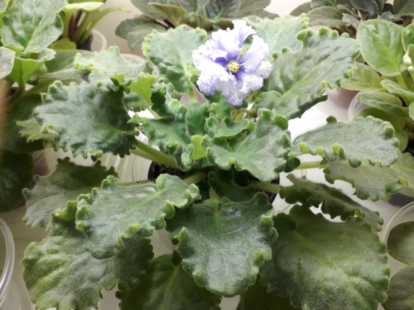  - 1violete inflorite 2018 2019