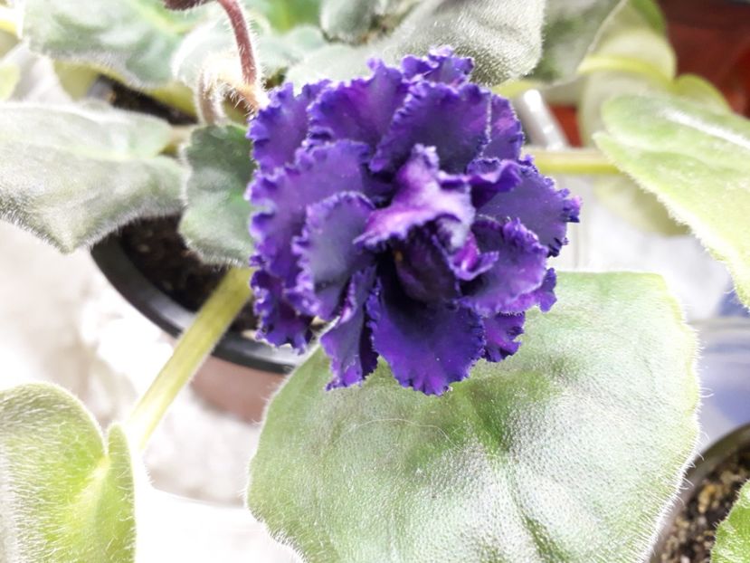  - 1violete inflorite 2018 2019