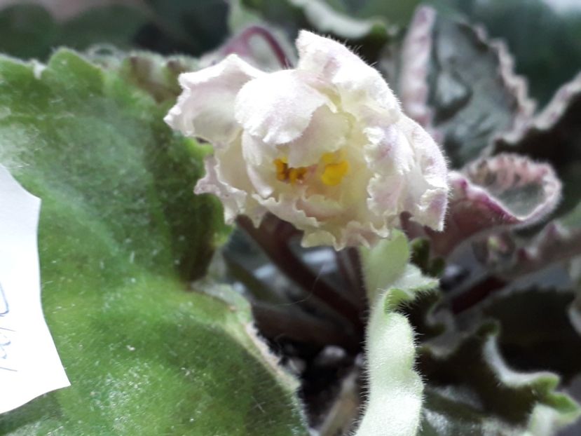 Ian Fairy Tale - 1violete inflorite 2018 2019