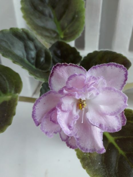  - 1violete inflorite 2018 2019