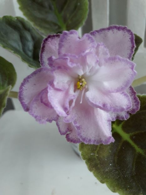  - 1violete inflorite 2018 2019