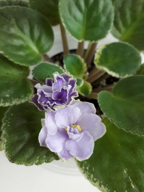 Buckeye Saucy Iris - 1violete inflorite 2018 2019