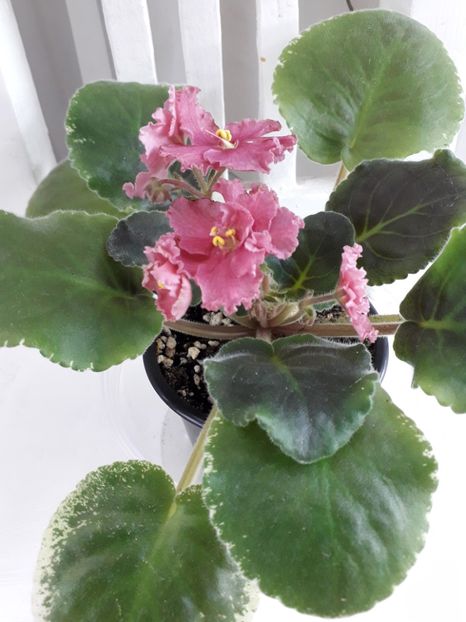 Ness Orange Pekoe - 1violete inflorite 2018 2019