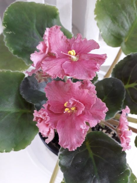 Ness Orange Pekoe - 1violete inflorite 2018 2019