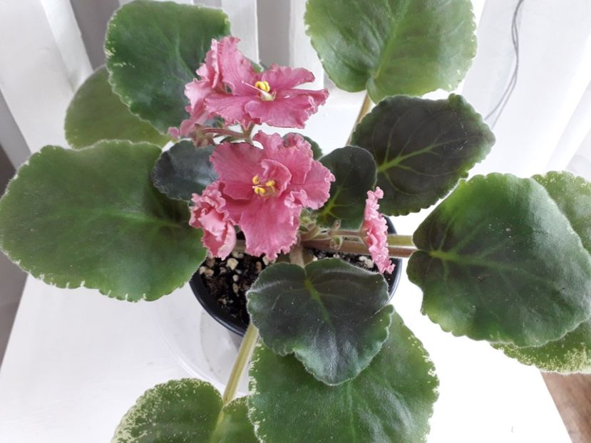  - 1violete inflorite 2018 2019