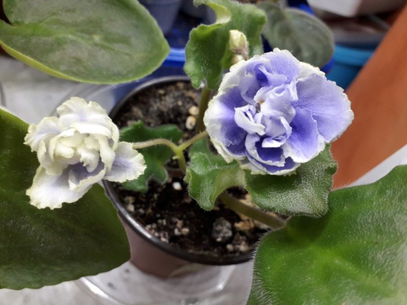 LE Fleur - 1violete inflorite 2018 2019