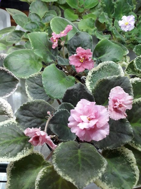  - 1violete inflorite 2018 2019