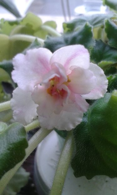  - 1violete inflorite 2018 2019