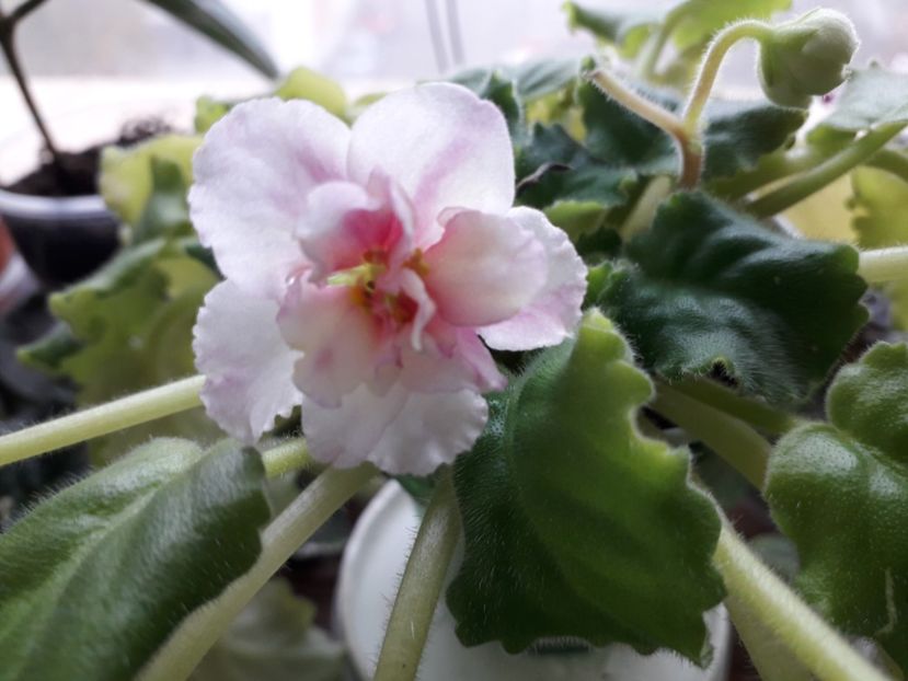 Ajon s Fruit Cocktail - 1violete inflorite 2018 2019