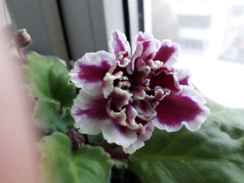 Le Chateau Brion - 1violete inflorite 2018 2019