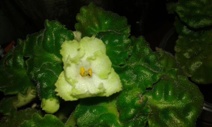 My Sensation - 1violete inflorite 2018 2019