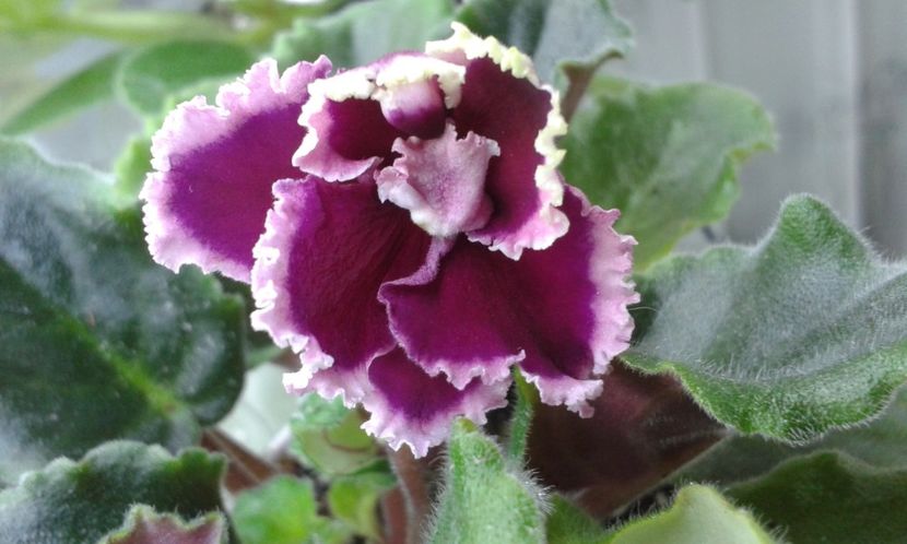 Ognenuie Motulki - 1violete inflorite 2018 2019