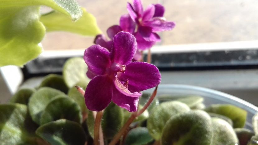 O pitică din LIDL - 1violete inflorite 2018 2019