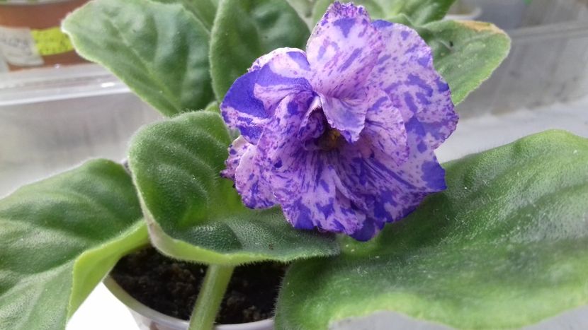  - 1violete inflorite 2018 2019