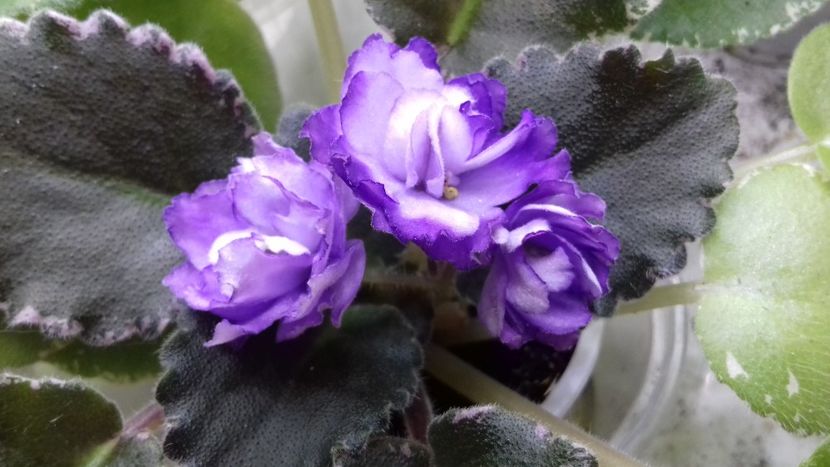 Buckeye  Blushing - 1violete inflorite 2018 2019